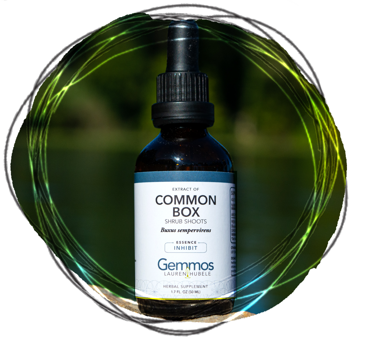 Common Box, Buxus sempervirens
