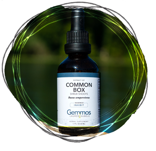 Common Box, Buxus sempervirens