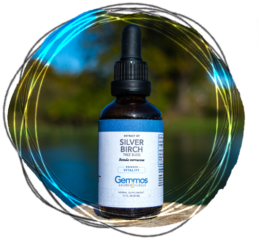 Silver Birch (Tree Bud Extract), Betula verrucosa