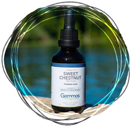Sweet Chestnut, Castanea vesca